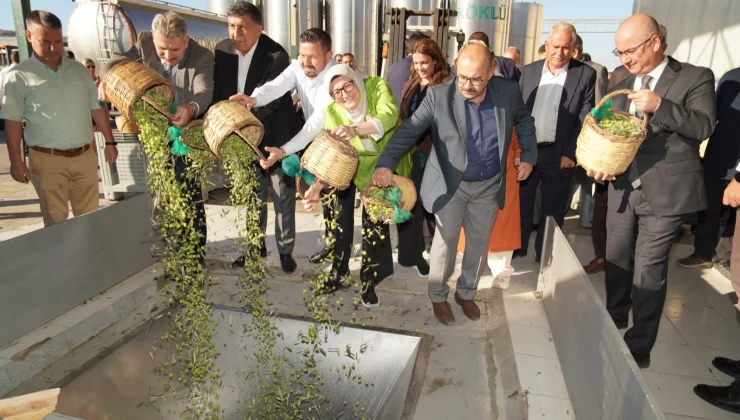 Ayvalık’ta yılın ilk zeytin hasadı yapıldı