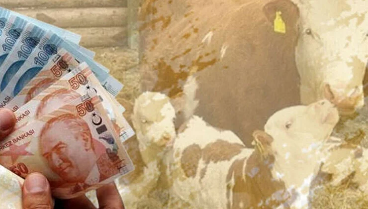 Çiftçilere müjde: 4,5 milyar TL destek hesaplarda