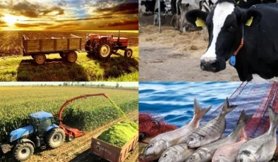 Hayvancılık destekleme miktarlarında artış!