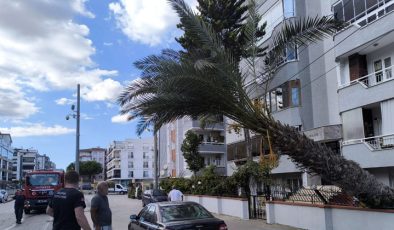 Güzelyalı’da çürüyen palmiye ağacı devrildi