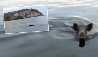 Tirilye açıklarında yüzen domuz sürprizi!