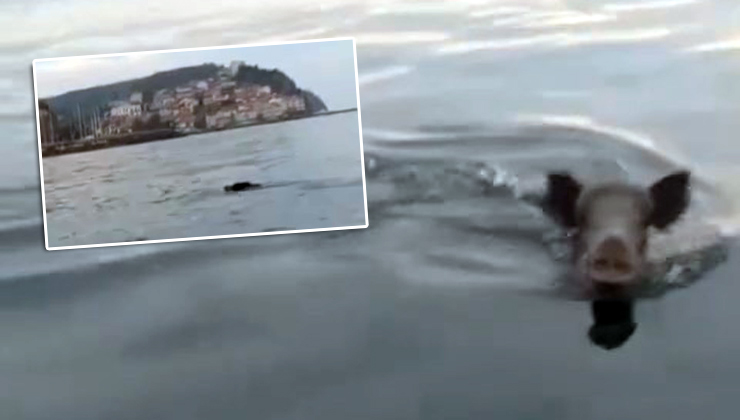 Tirilye açıklarında yüzen domuz sürprizi!
