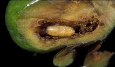 Zeytinde takoz zararlısına karşı üçüncü mücadele başladı