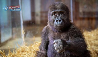 Goril Zeytin’in Türkiye’de kalması tepki çekti!
