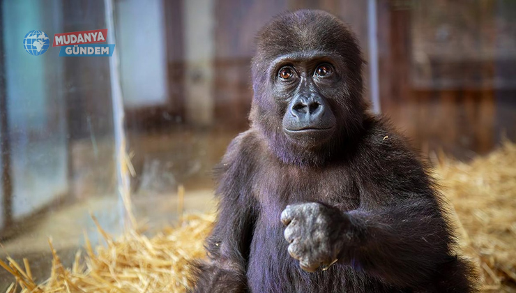 Goril Zeytin’in Türkiye’de kalması tepki çekti!
