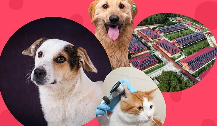 İstanbul Vakfı’ndan can dostlara destek çağrısı