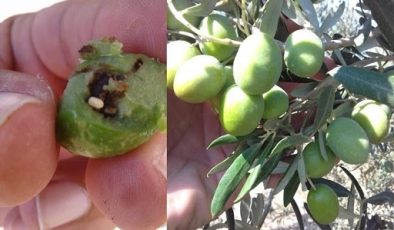 Mudanya’da zeytin üreticilerine mücadele için 4. çağrı
