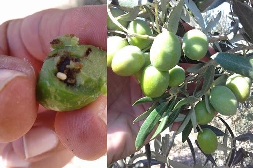 Mudanya’da zeytin üreticilerine mücadele için 4. çağrı