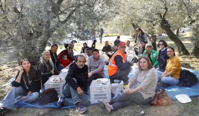 Mudanya’da gönüllüler ve Başkan birlikte zeytin topladılar