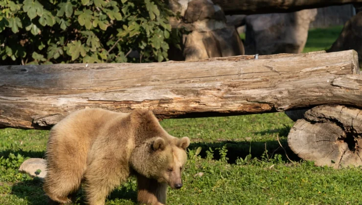 İzmir Doğal Yaşam’ın yeni sakinleri siyah jaguar ve boz ayı oldu