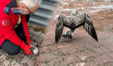 Mudanya’da oltaya takılan martıyı 911 kurtardı!