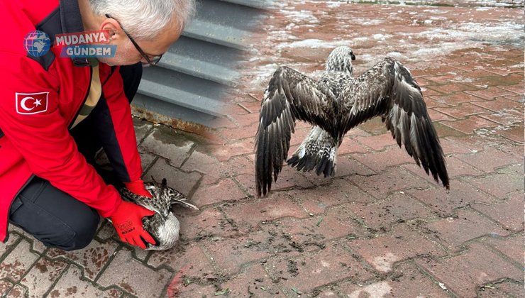 Mudanya’da oltaya takılan martıyı 911 kurtardı!