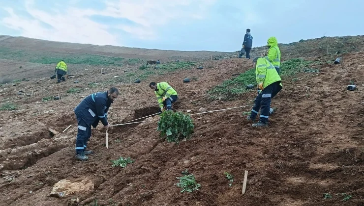 Kocaeli Gebze’de Büyükşehir’le yeşile dokunuş