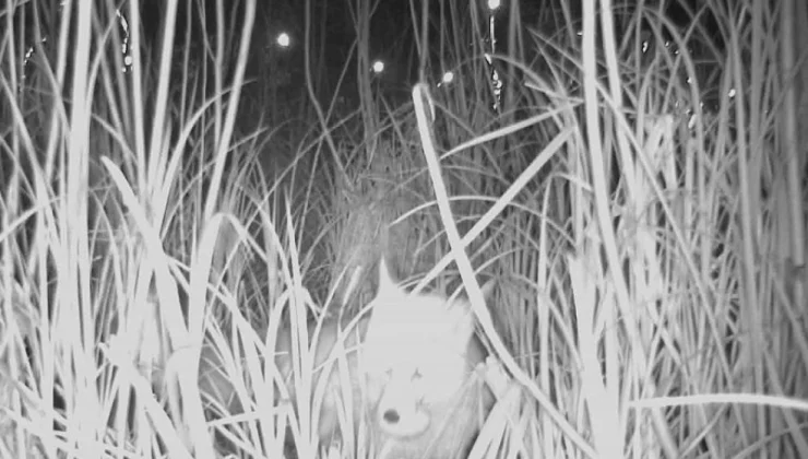 Ordu Durugöl Kurtuluş Tabiat Parkı’nda tilki yumurtaların peşinde