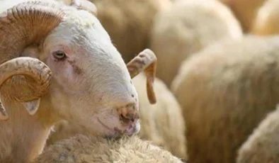 Kurban alırken nelere dikkat edilmeli?