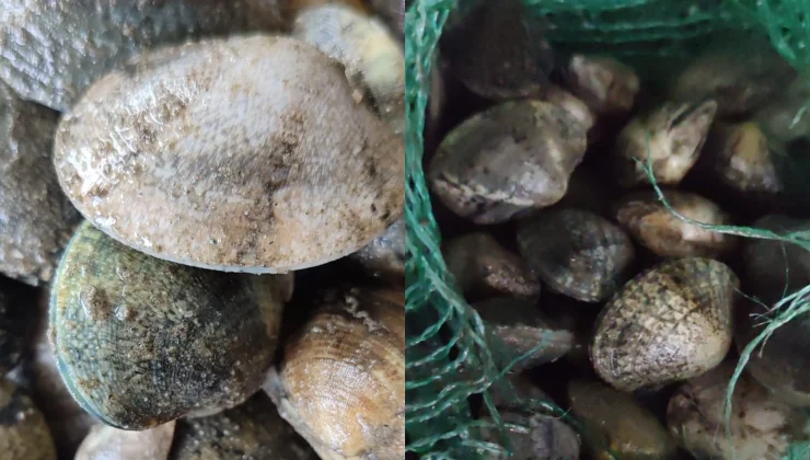 Kapıkule’de 840 kilo canlı akivades ele geçirildi! 1 milyon TL ceza kesildi
