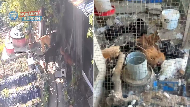 Güzelyalı’da sokak köpekleri kümese girdi… 30 tavuk telef oldu