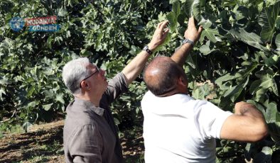 Başkan Dalgıç’tan Mürsel’de incir hasadı ziyareti