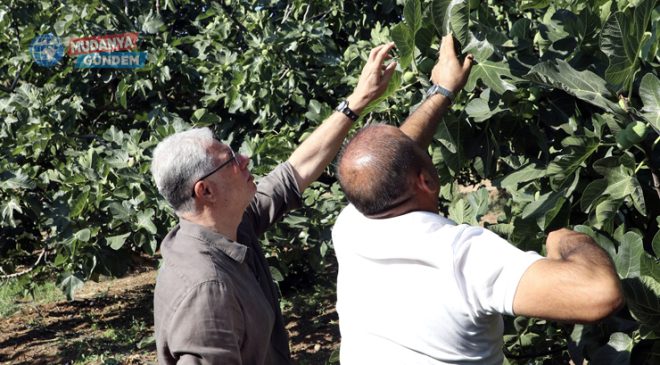 Başkan Dalgıç’tan Mürsel’de incir hasadı ziyareti
