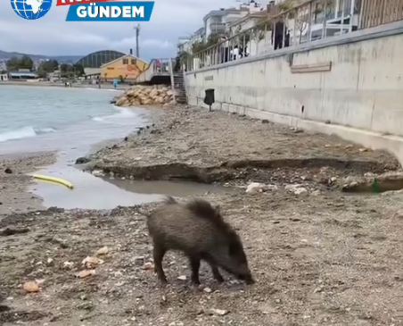 Yaban domuzu engeli yine aştı!