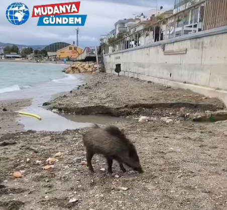 Yaban domuzu engeli yine aştı!