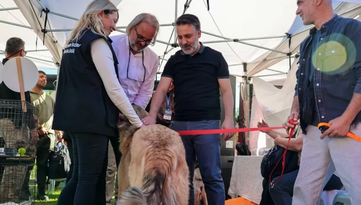 Bursa Büyükşehir’den can dostları için yuva seferberliği