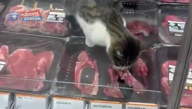 Marketin kasap reyonundaki kedi Tarım Müdürlüğünü harekete geçirdi